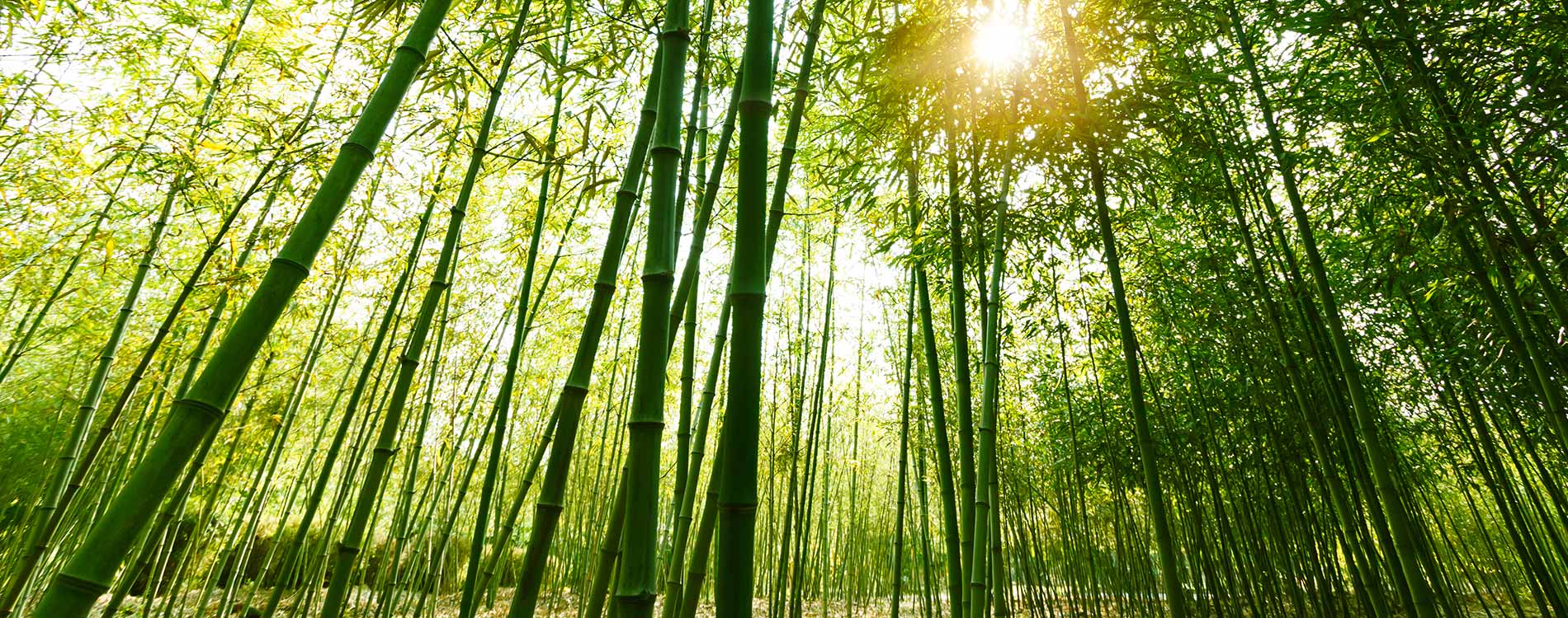 jardin planbuisson